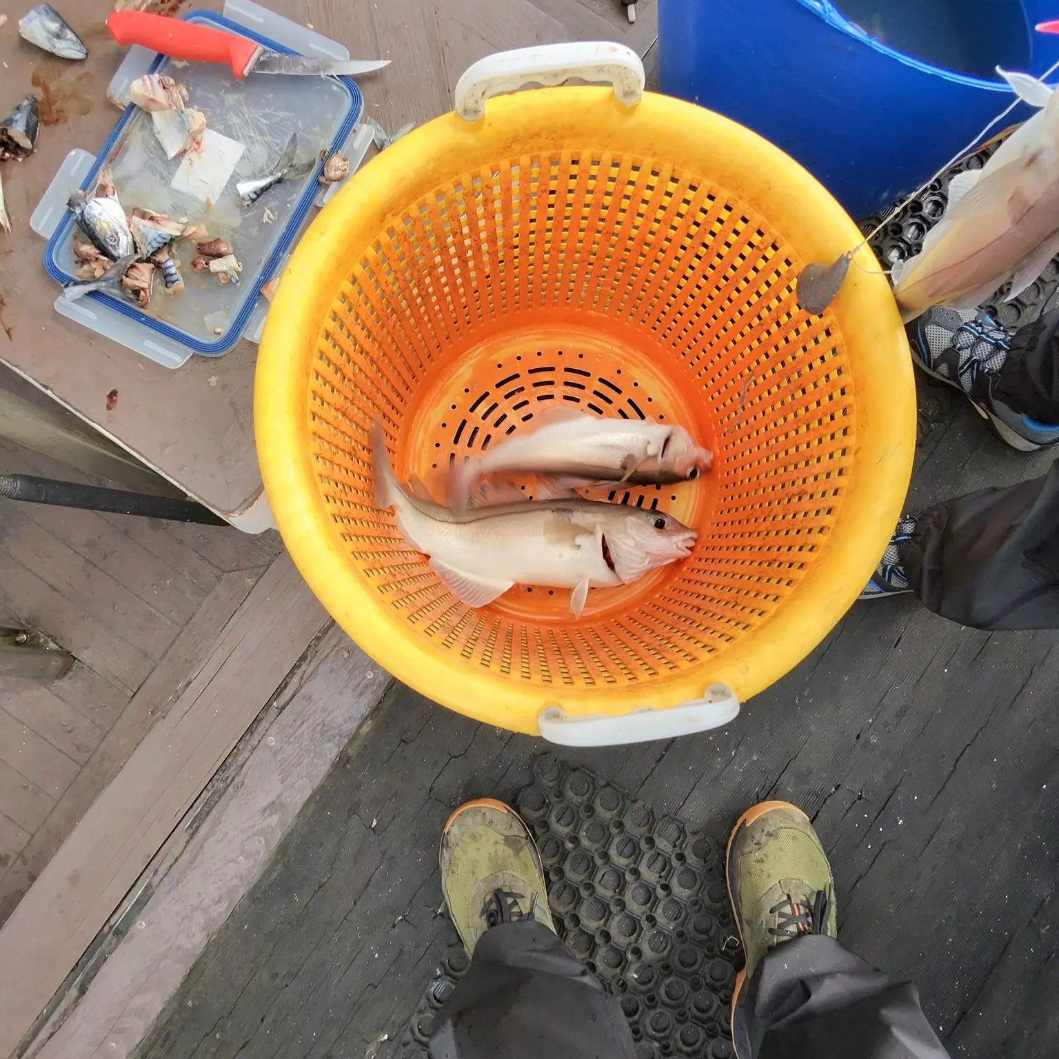The most recent Atlantic cod catches on Fishbrain