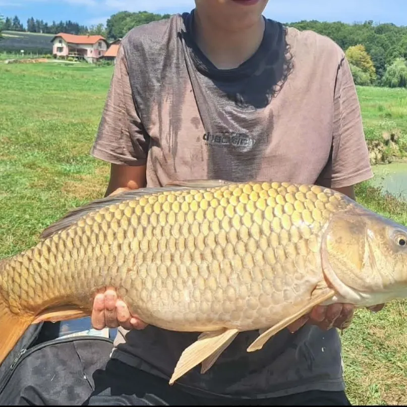 Common carp caught on Fishbrain