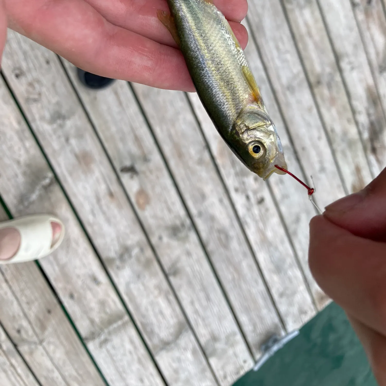 The most recent Redside shiner catches on Fishbrain