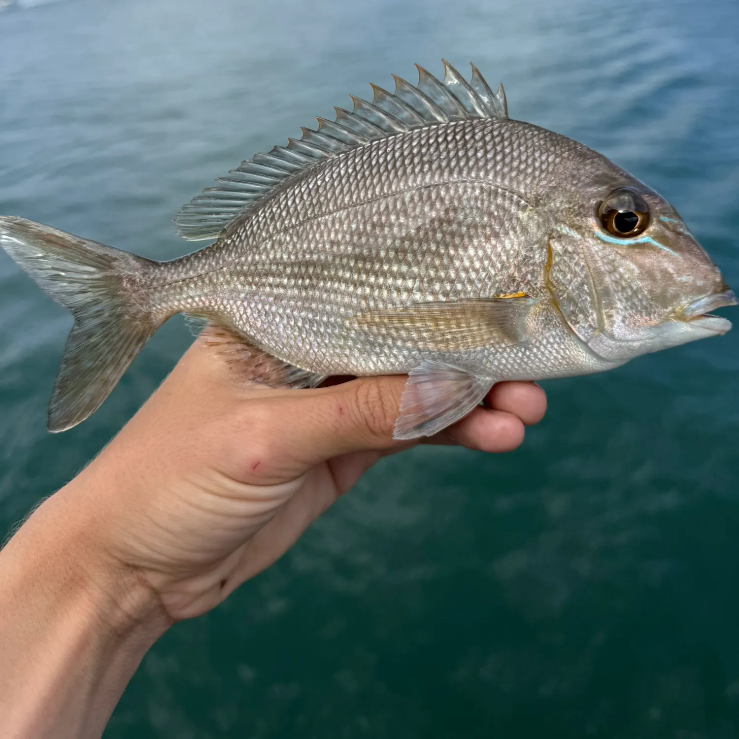 The most recent Jolthead porgy catches on Fishbrain