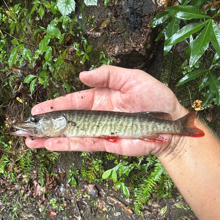 The most recent Redfin pickerel catches on Fishbrain