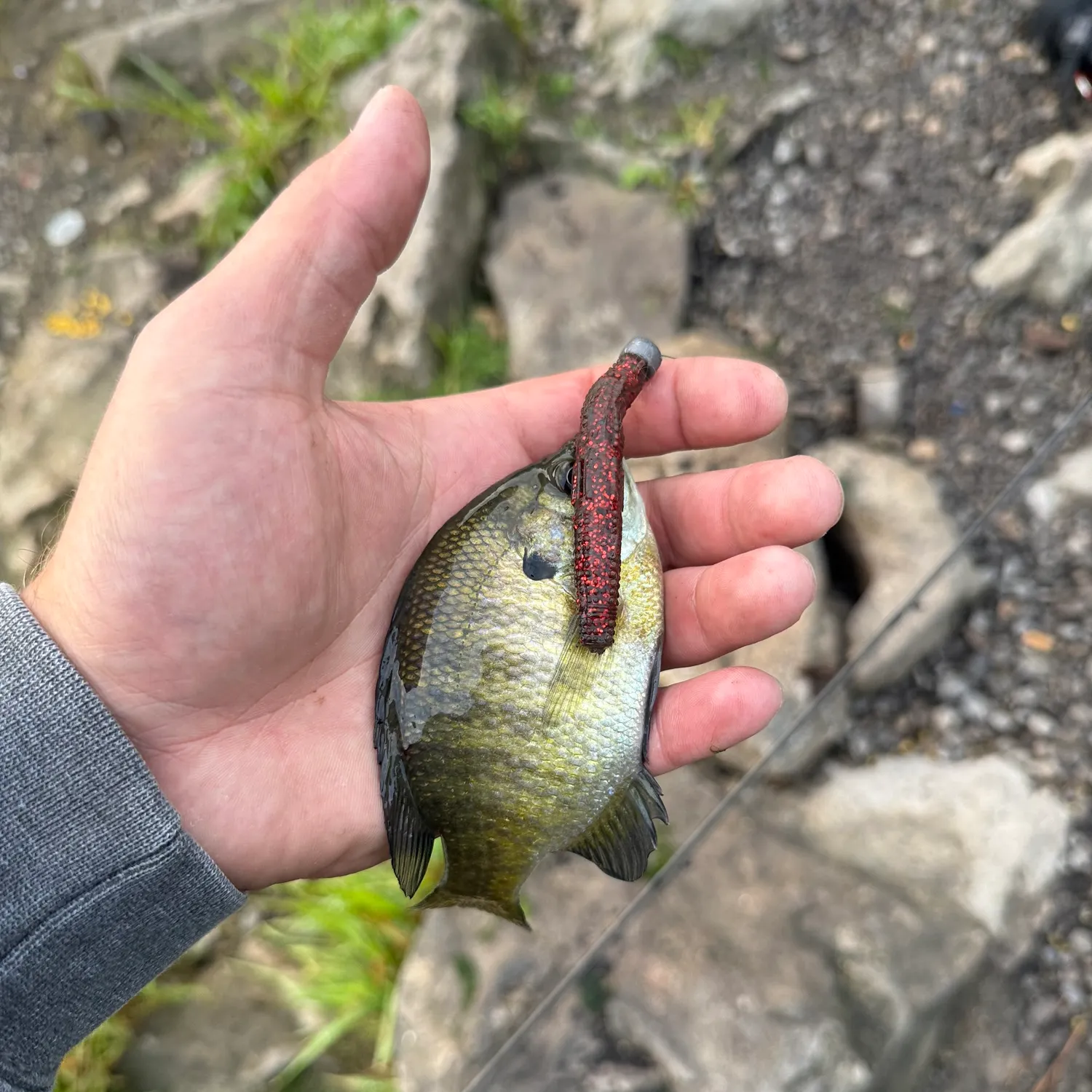 Bluegill caught on Fishbrain