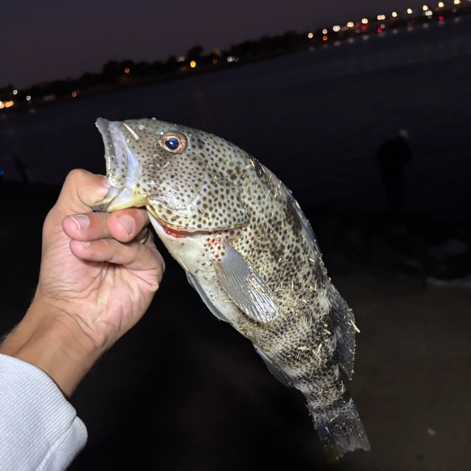 Spotted sand bass caught on Fishbrain