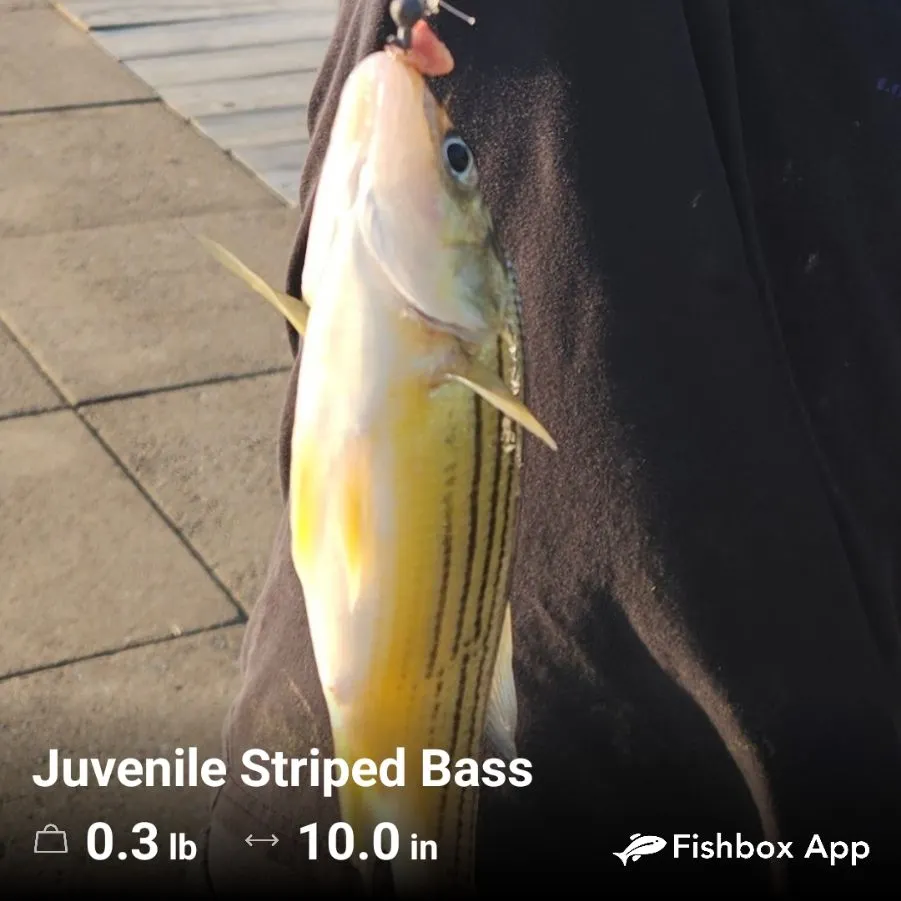 Yellow bass caught on Fishbrain