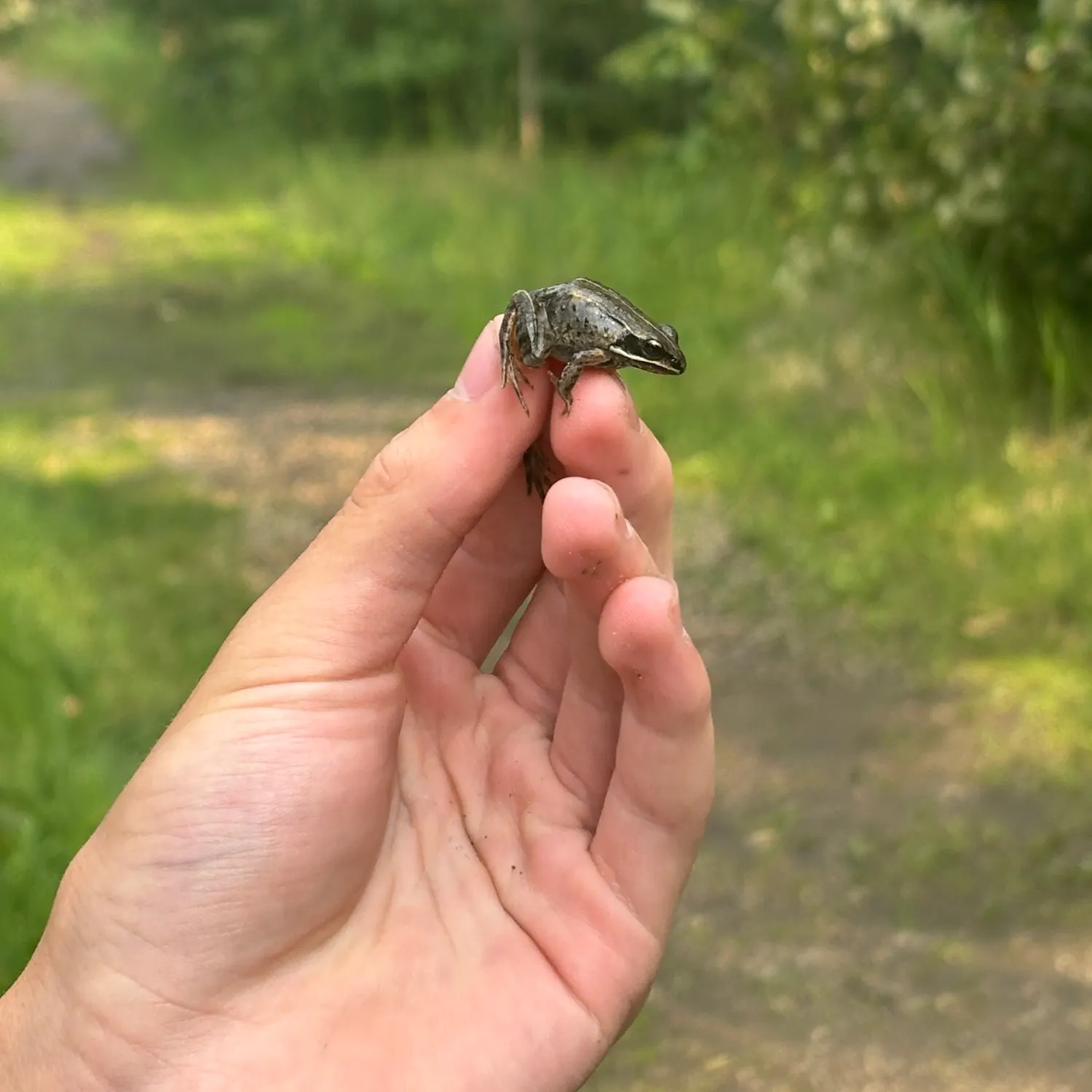 The most recent Pickerel frog catches on Fishbrain