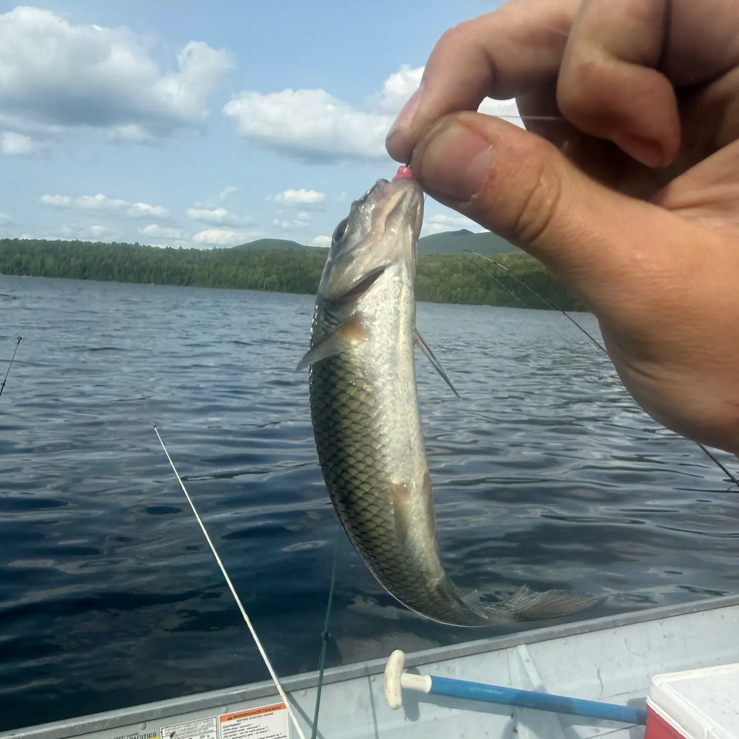 Fallfish caught on Fishbrain