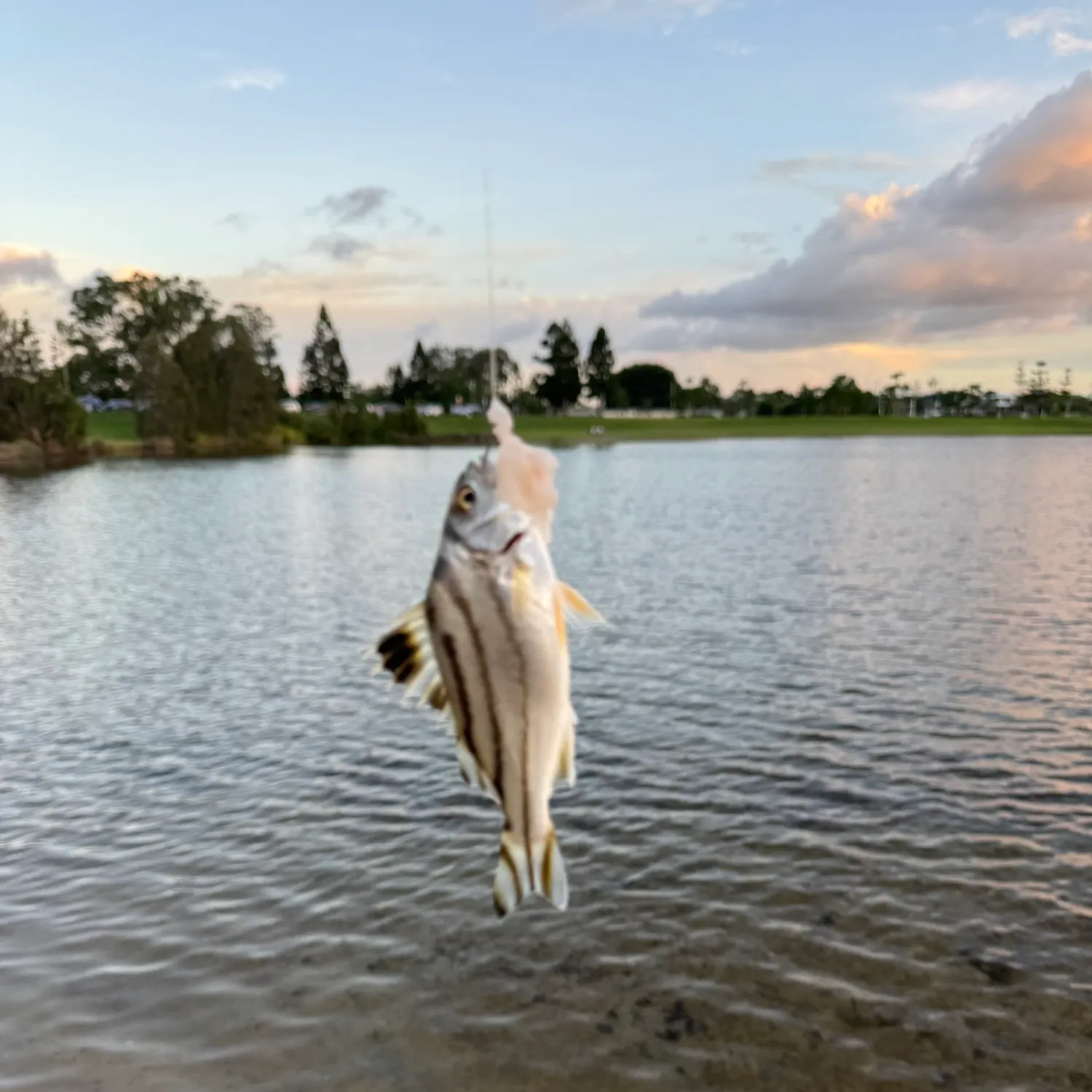 The most recent Jarbua terapon catches on Fishbrain