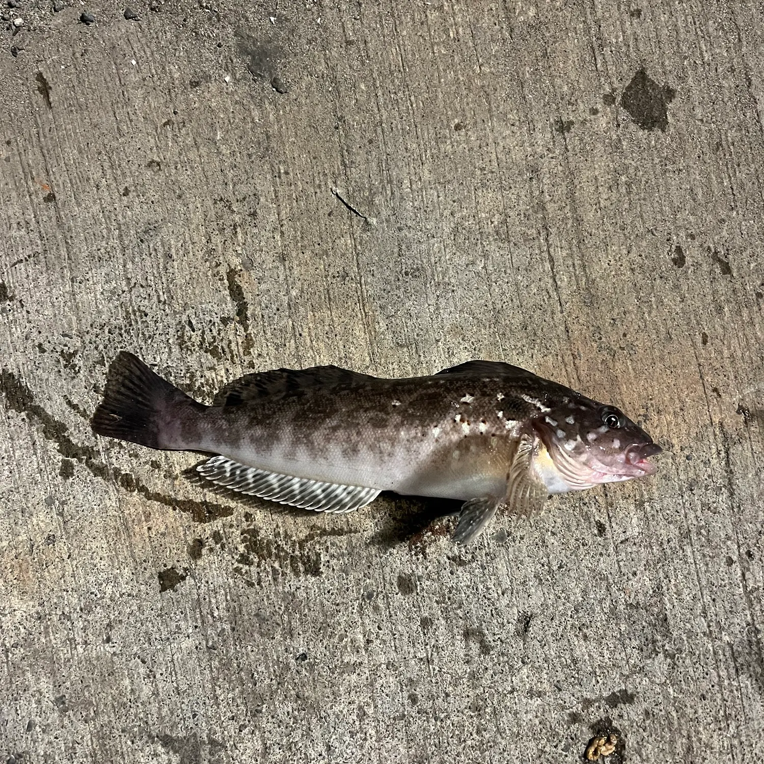Kelp greenling caught on Fishbrain