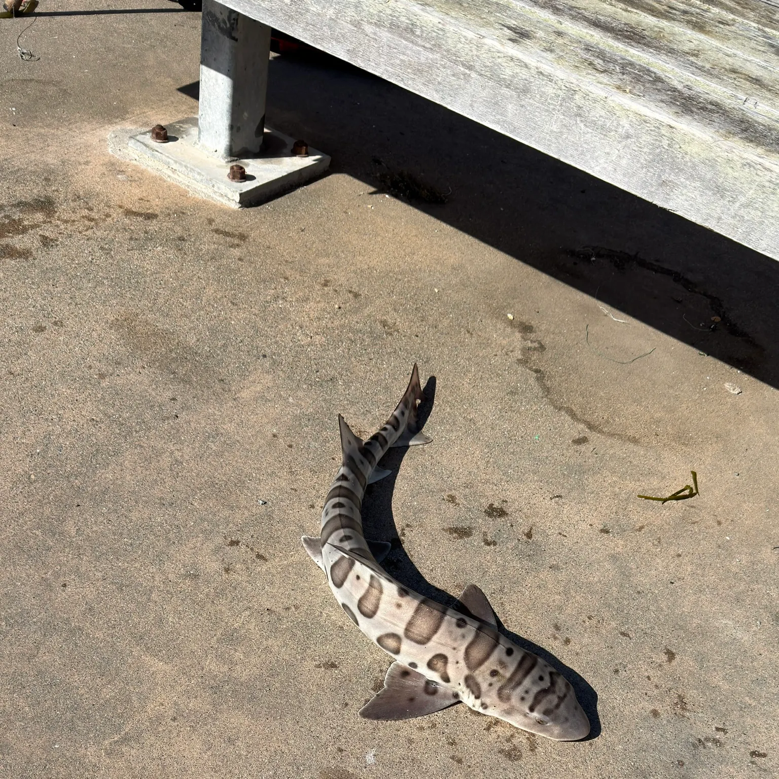 The most recent Leopard shark catches on Fishbrain