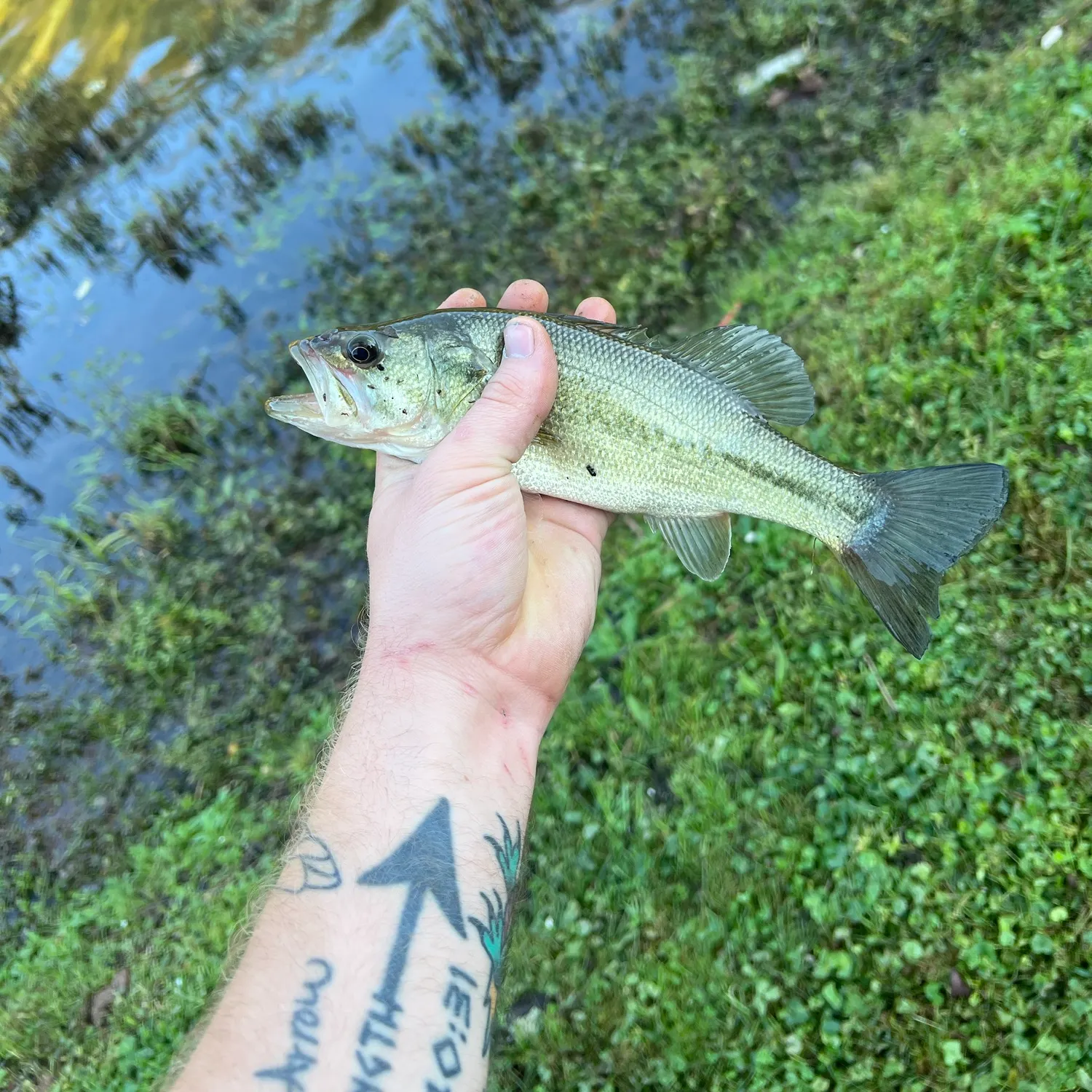 Largemouth bass caught on Fishbrain