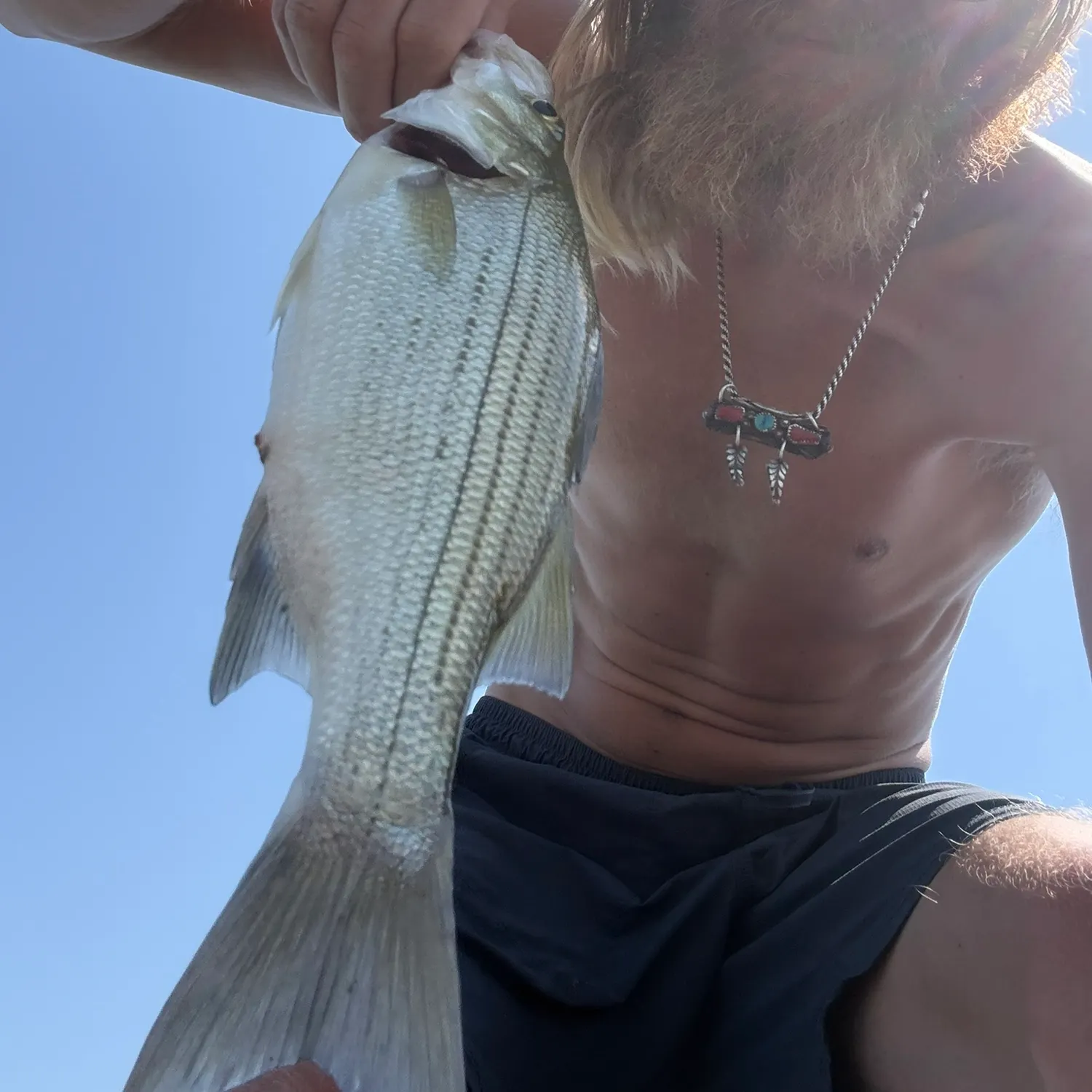 White bass caught on Fishbrain