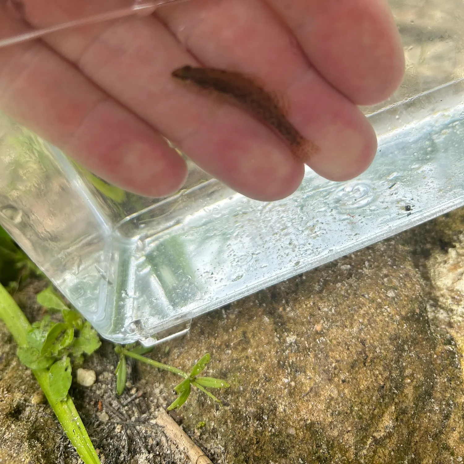 The most recent Brown darter catches on Fishbrain