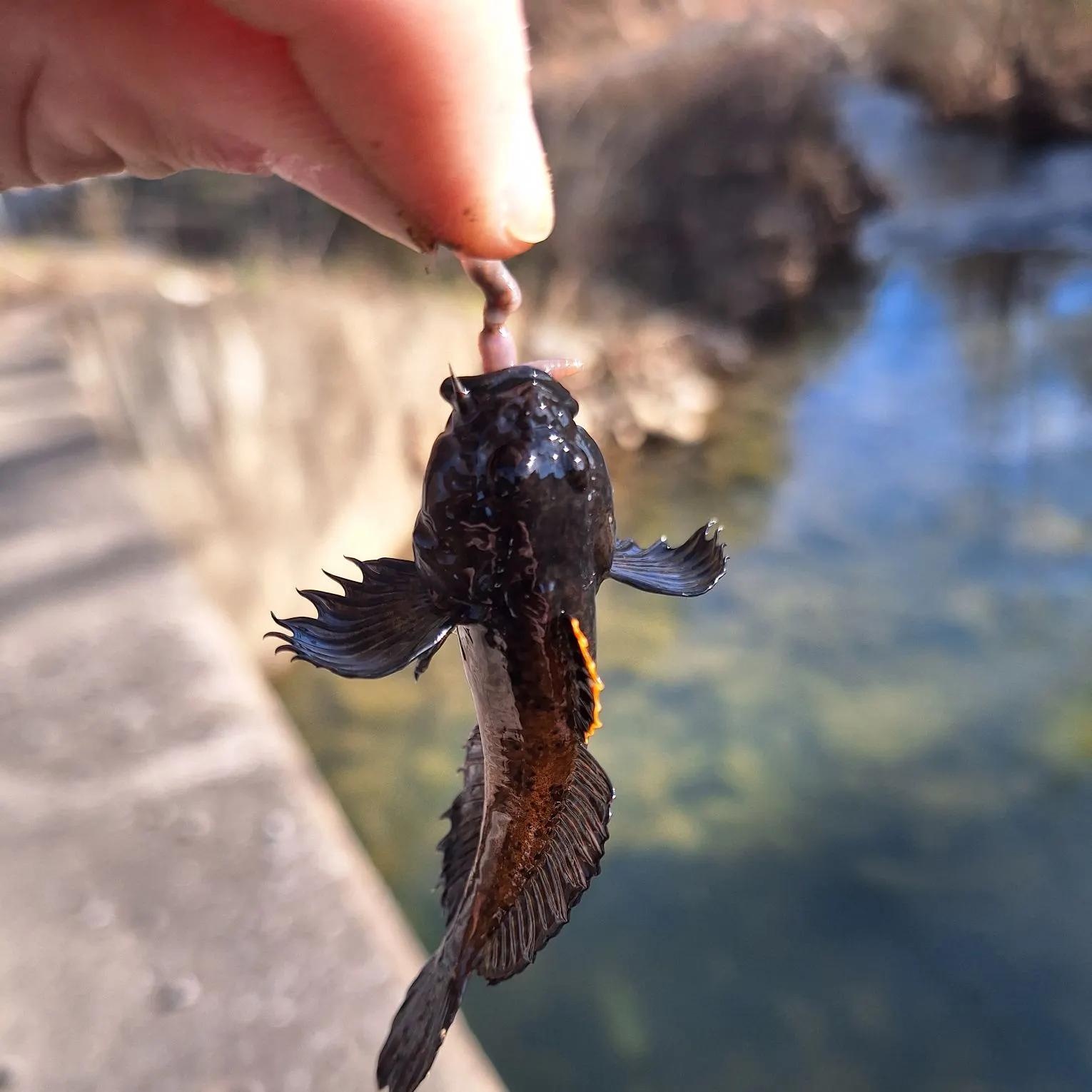 The most popular recent Blackfin sculpin catch on Fishbrain