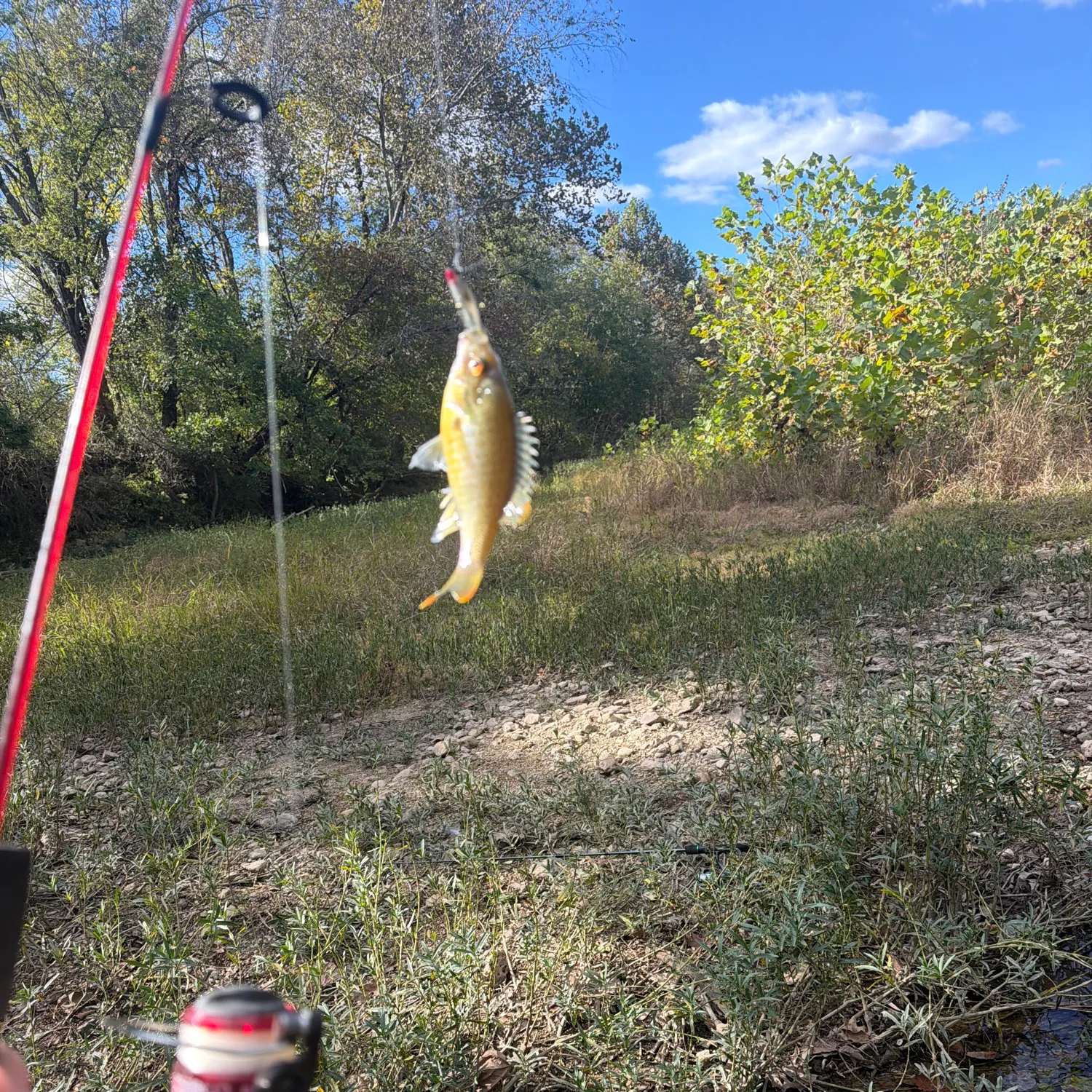 Green sunfish caught on Fishbrain