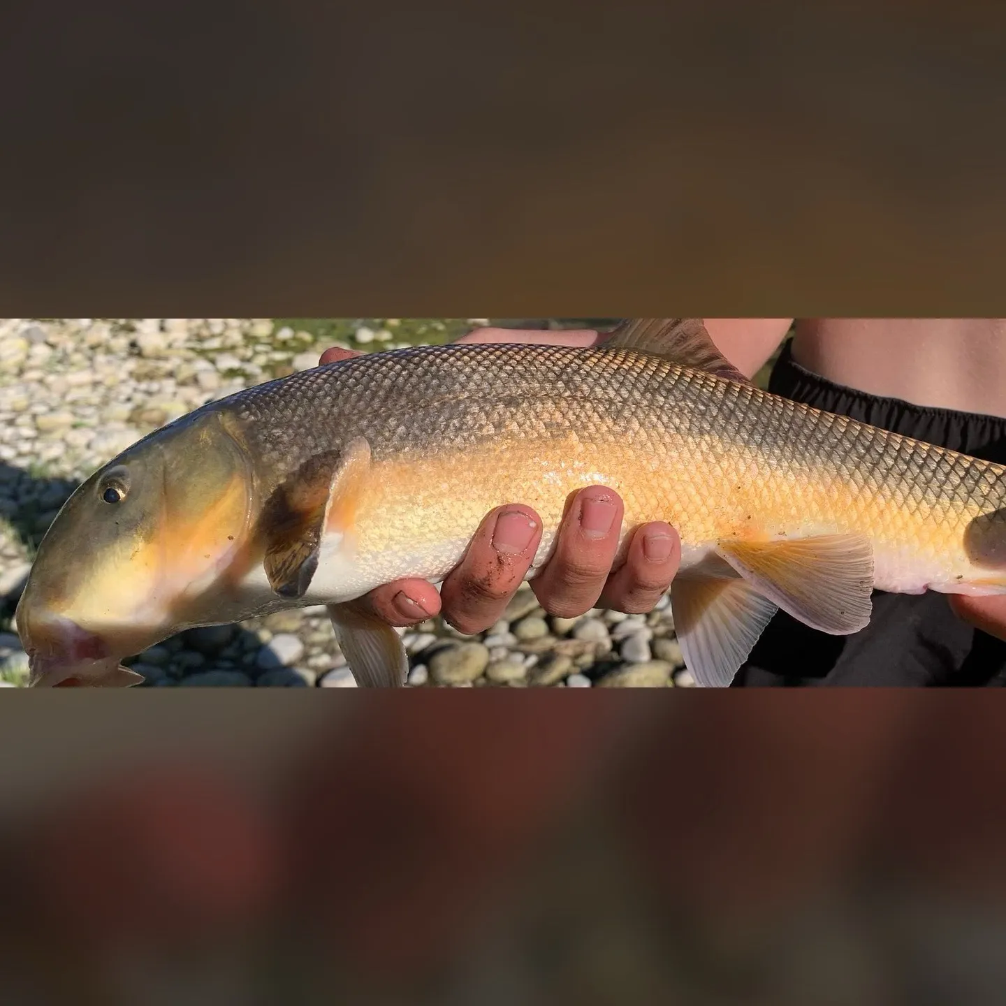 The most recent Largescale sucker catches on Fishbrain