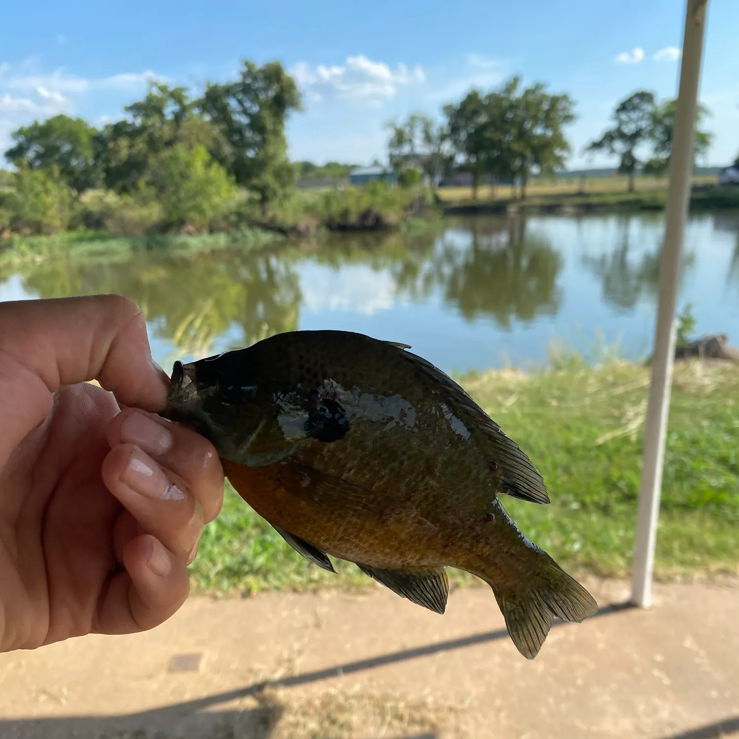 Bluegill caught on Fishbrain