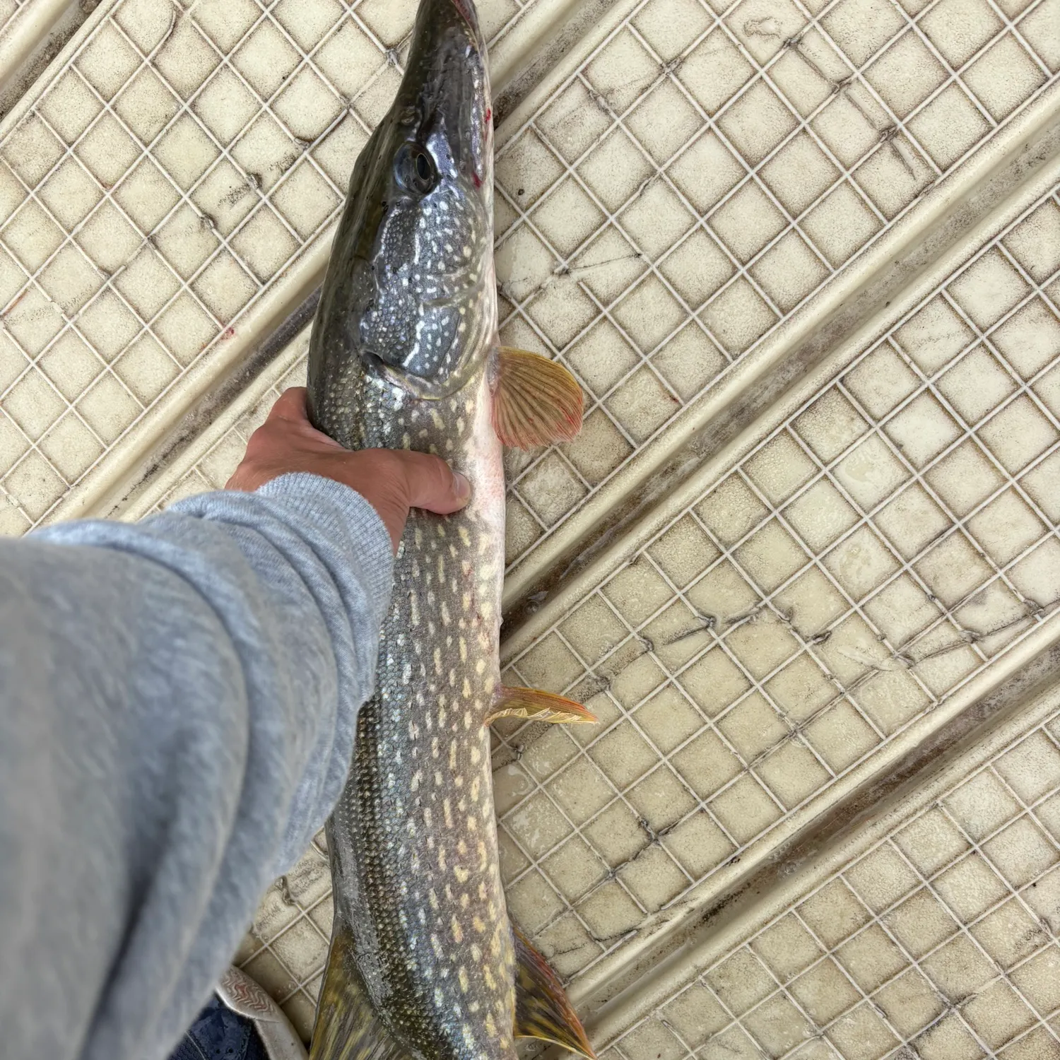 Northern pike caught on Fishbrain