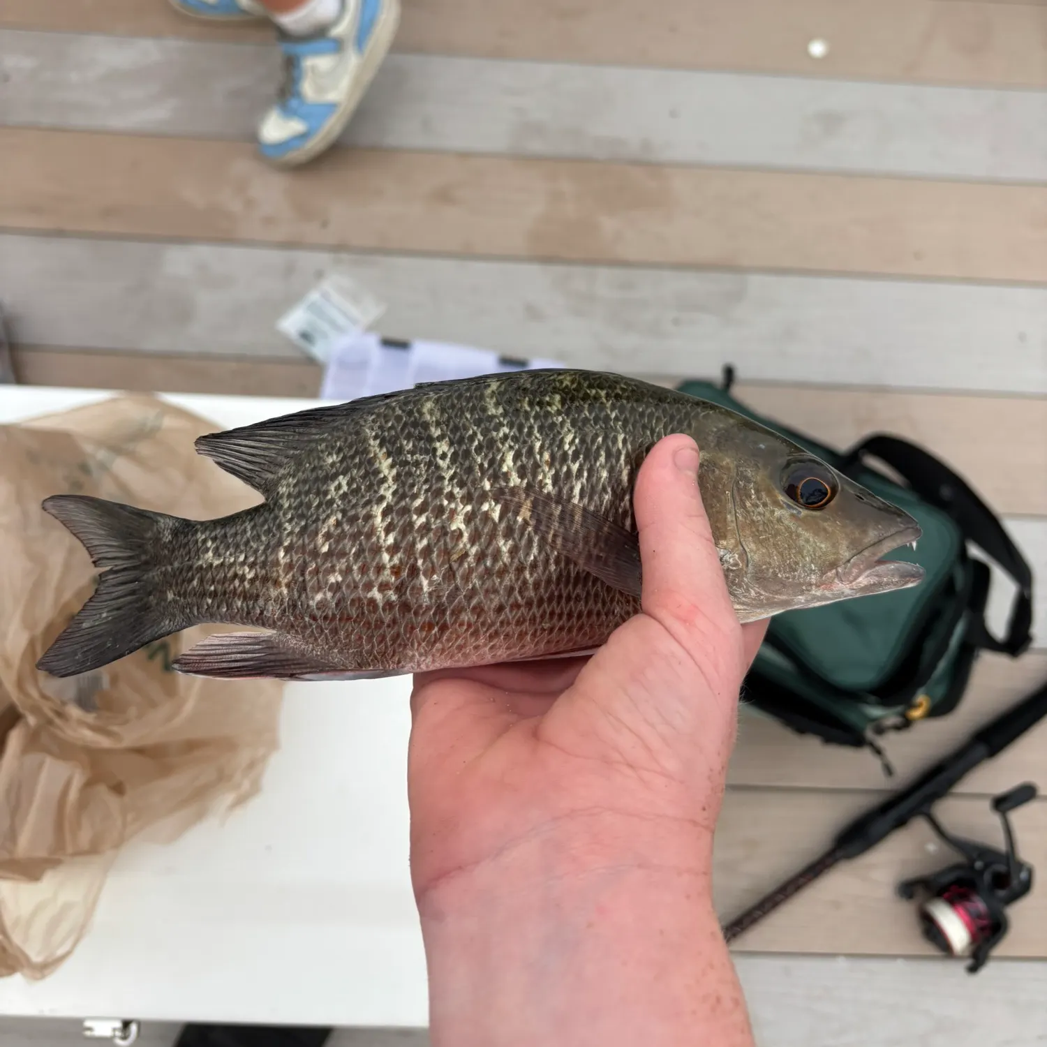 Mangrove snapper caught on Fishbrain