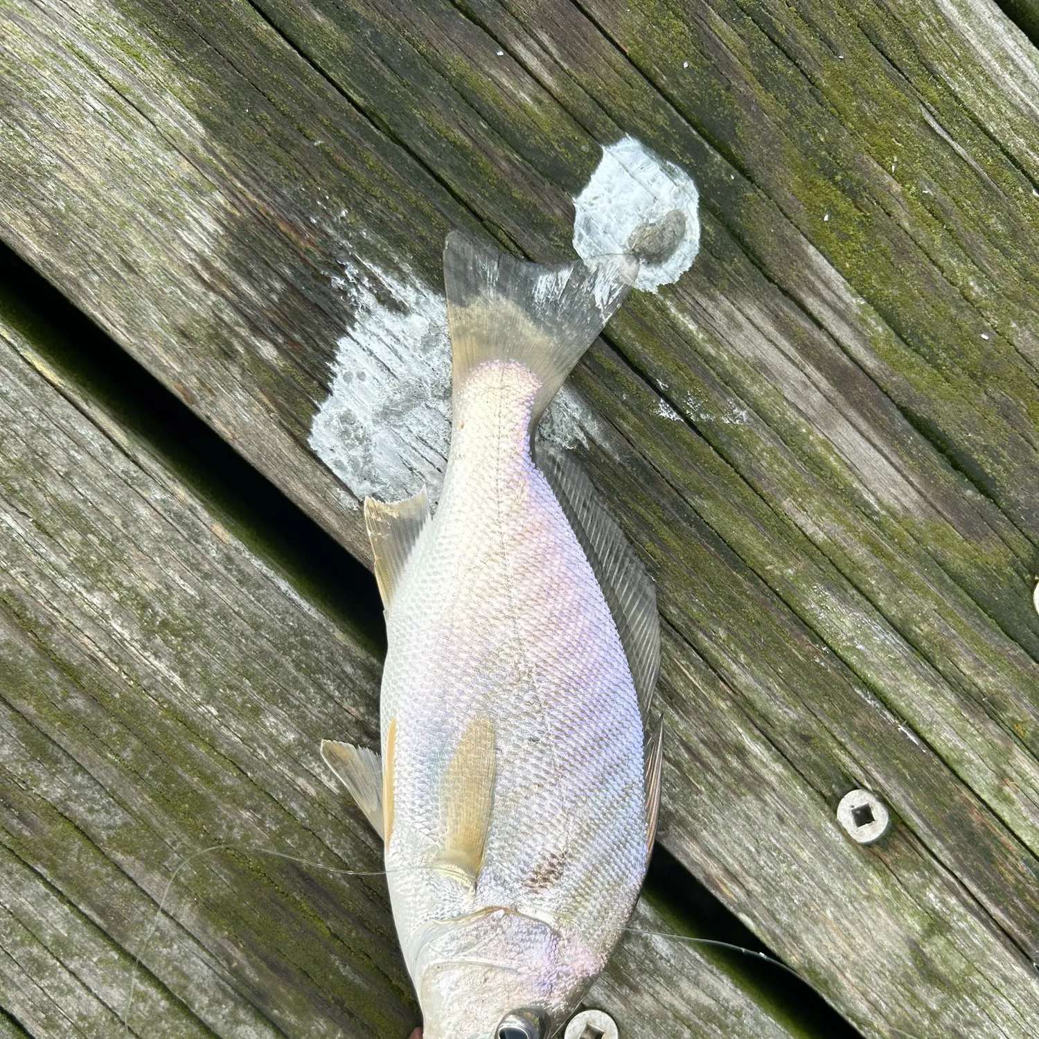 Spot croaker caught on Fishbrain
