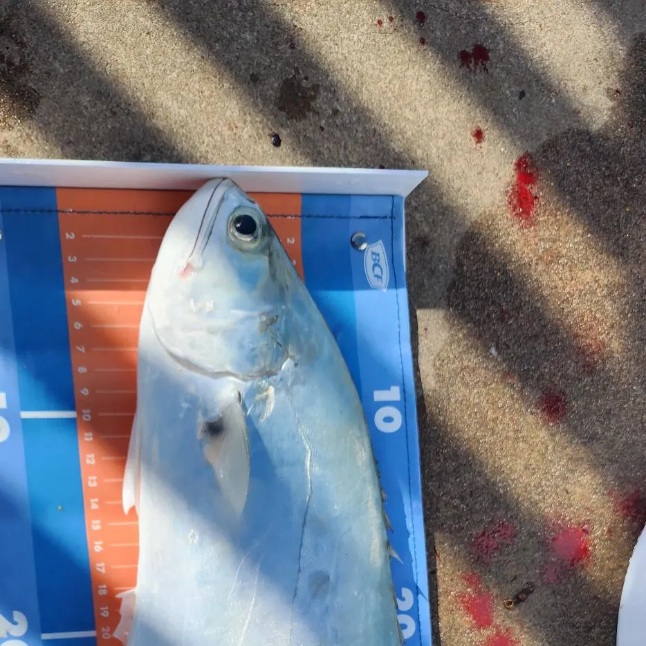 The most recent Talang queenfish catches on Fishbrain