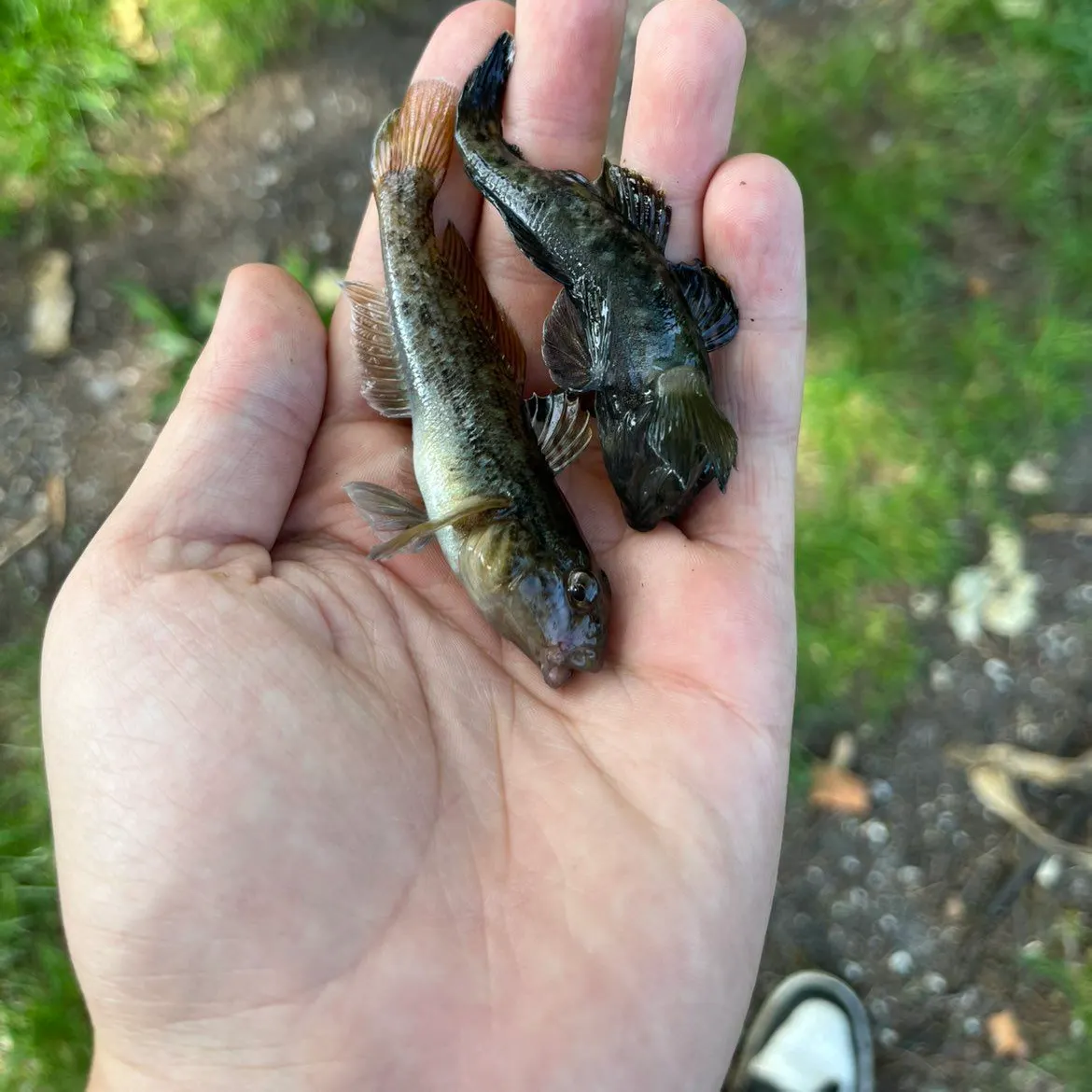 The most recent Eurasian ruffe catches on Fishbrain