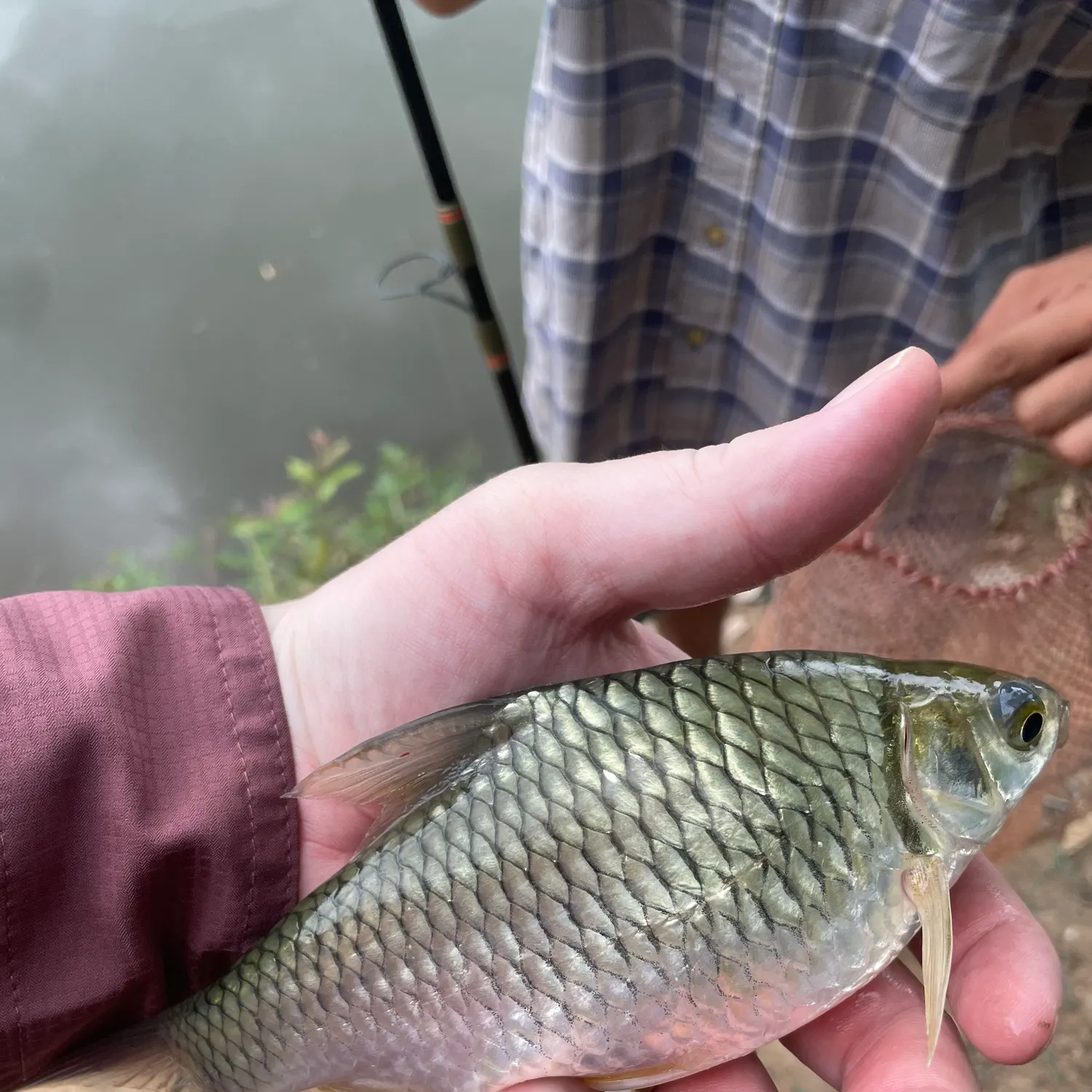 The most recent Java barb catches on Fishbrain