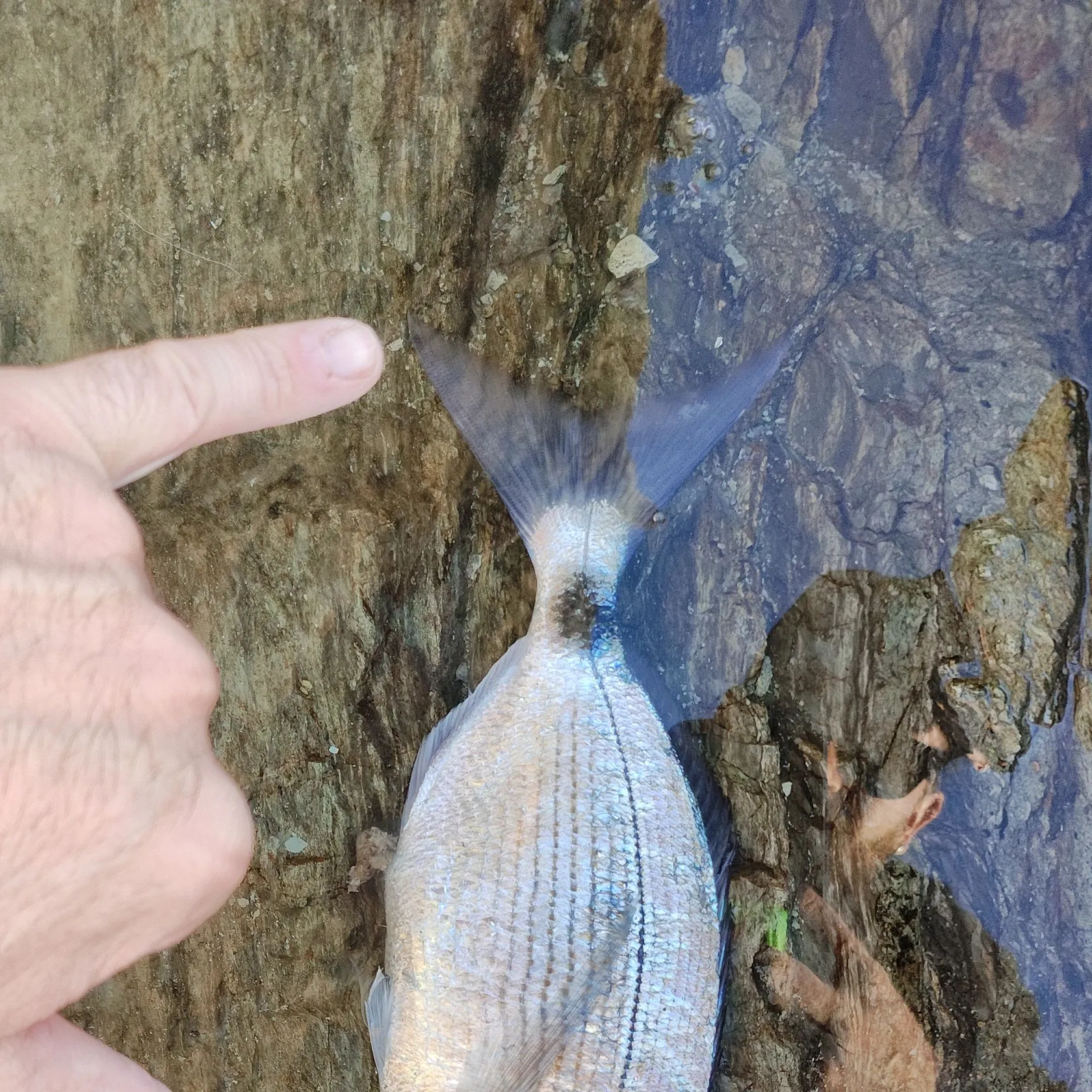 The most recent Bogue catches on Fishbrain