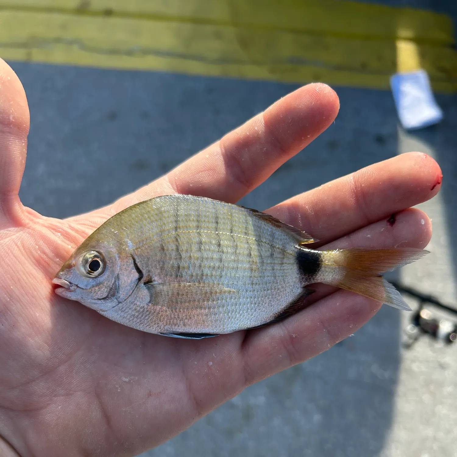 Pinfish caught on Fishbrain