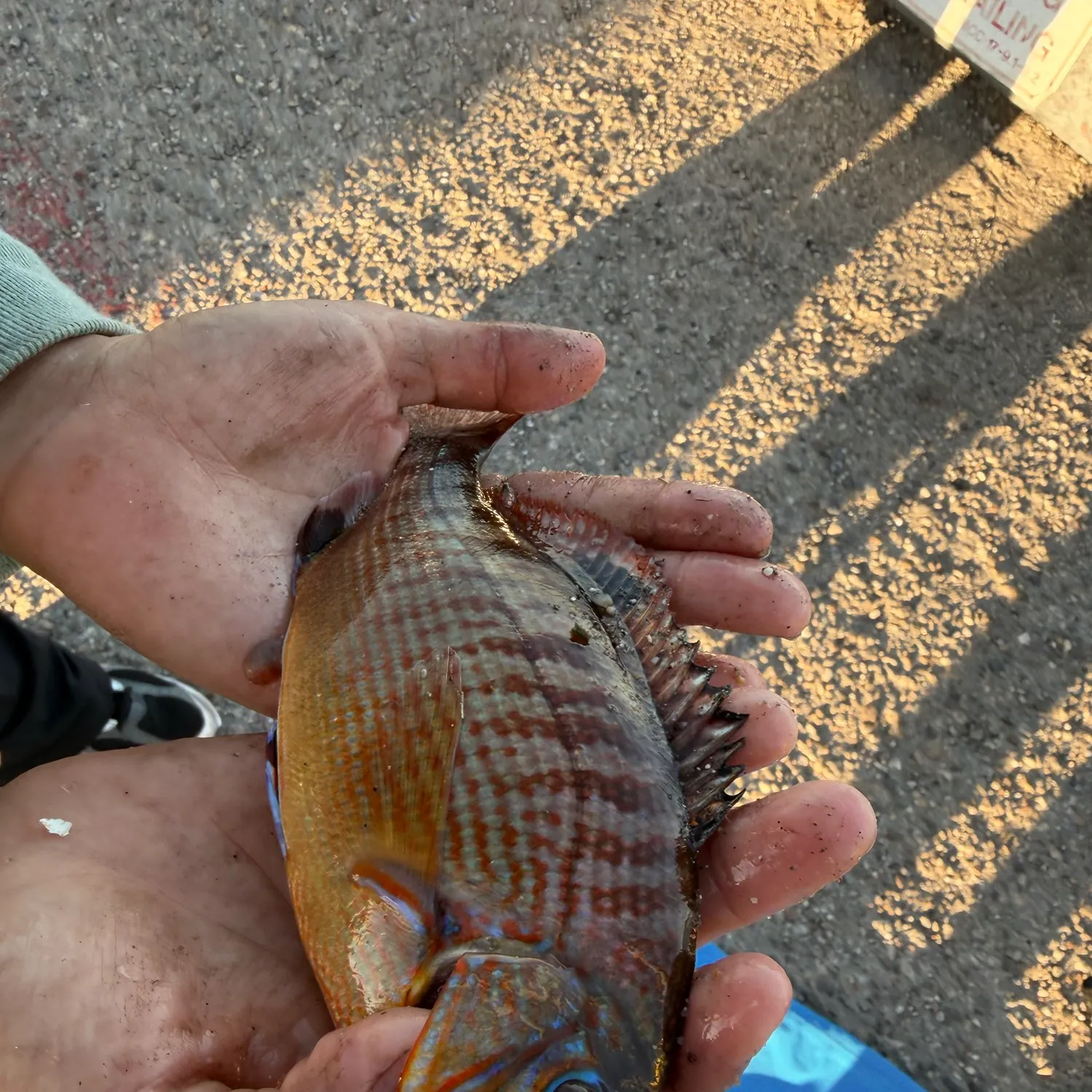 The most recent Rainbow surfperch catches on Fishbrain