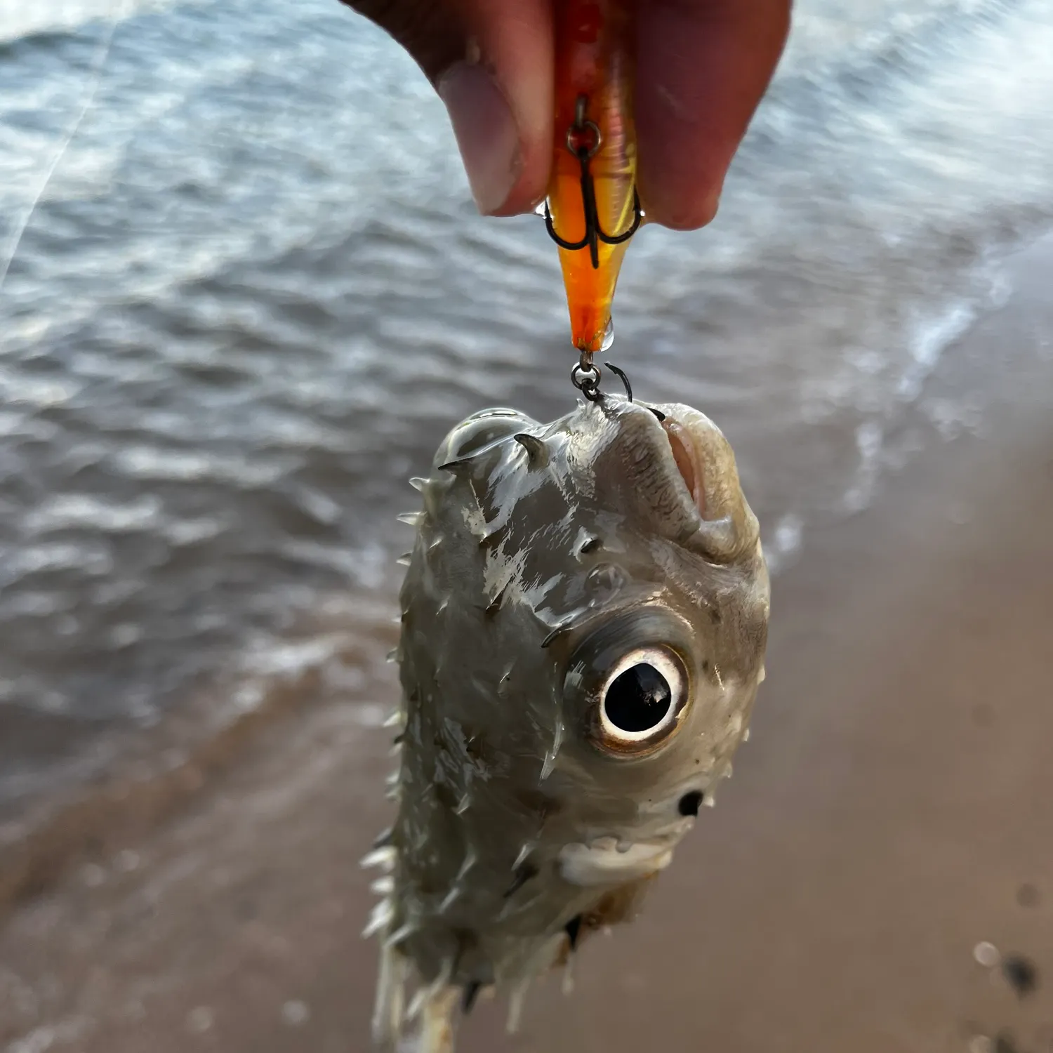 The most recent Longspined porcupinefish catches on Fishbrain