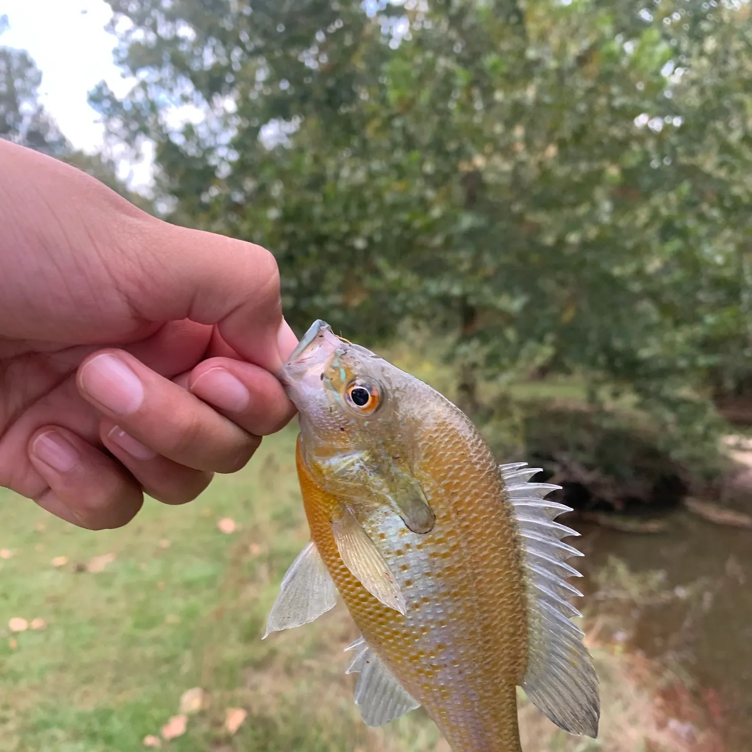 Redbreast sunfish caught on Fishbrain