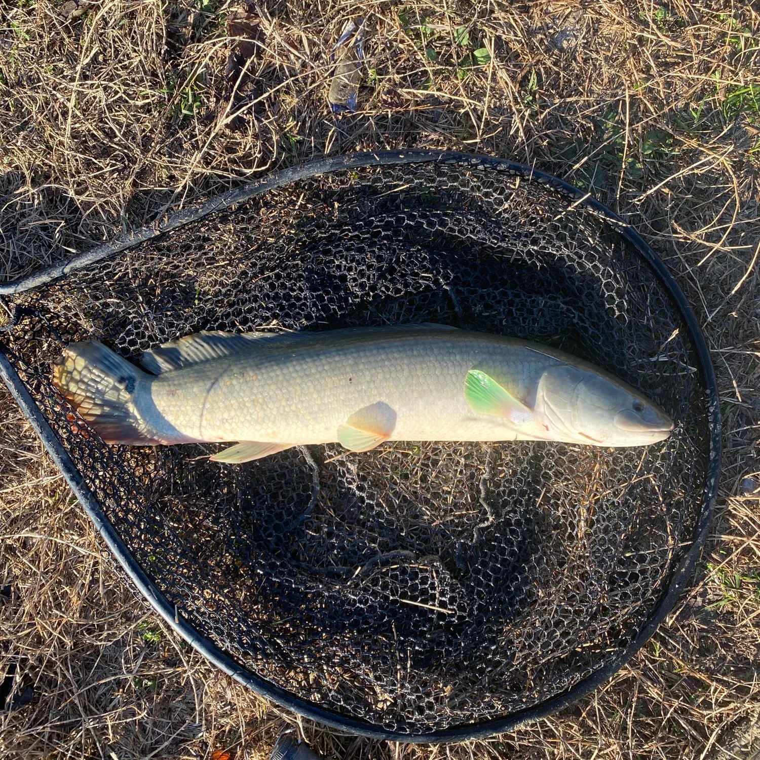 The most recent Eyetail bowfin catches on Fishbrain