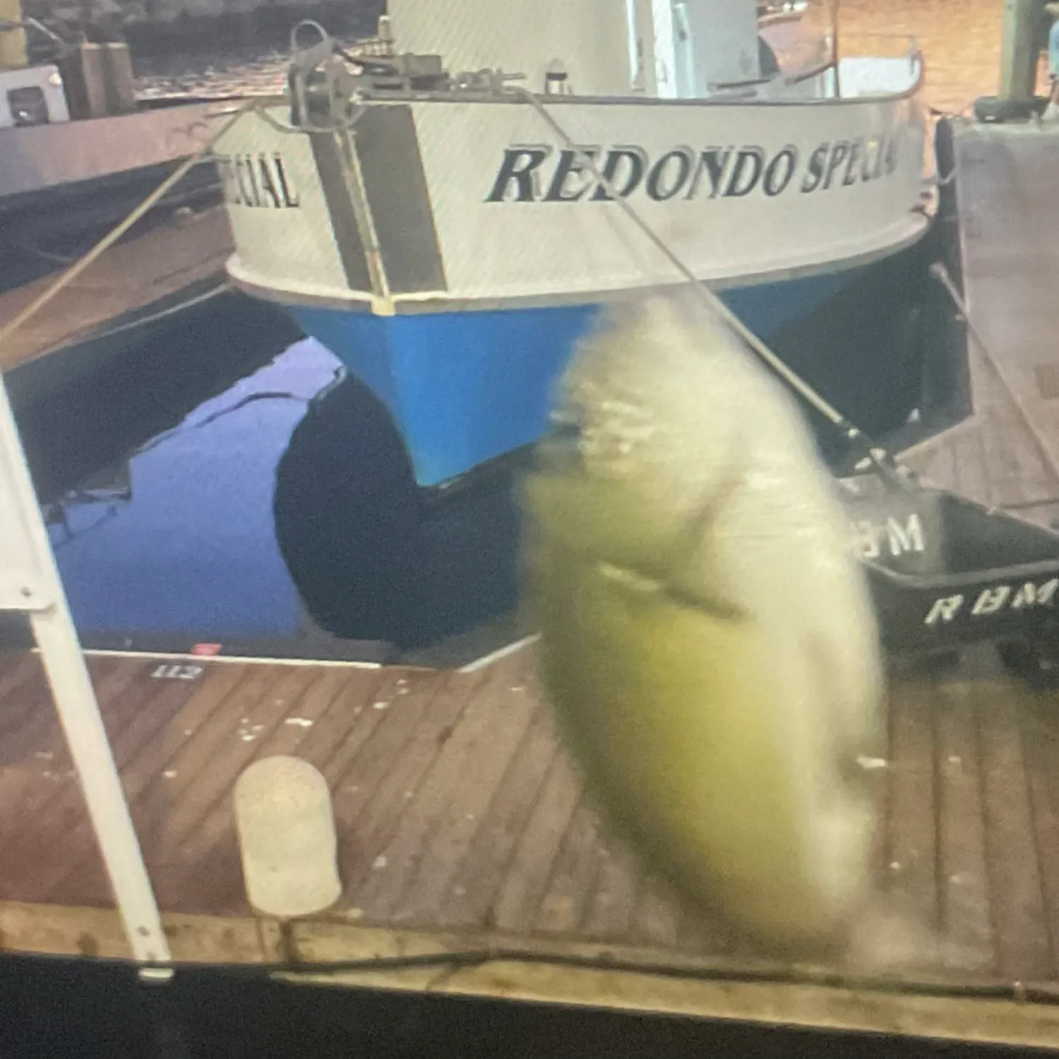 Opaleye caught on Fishbrain