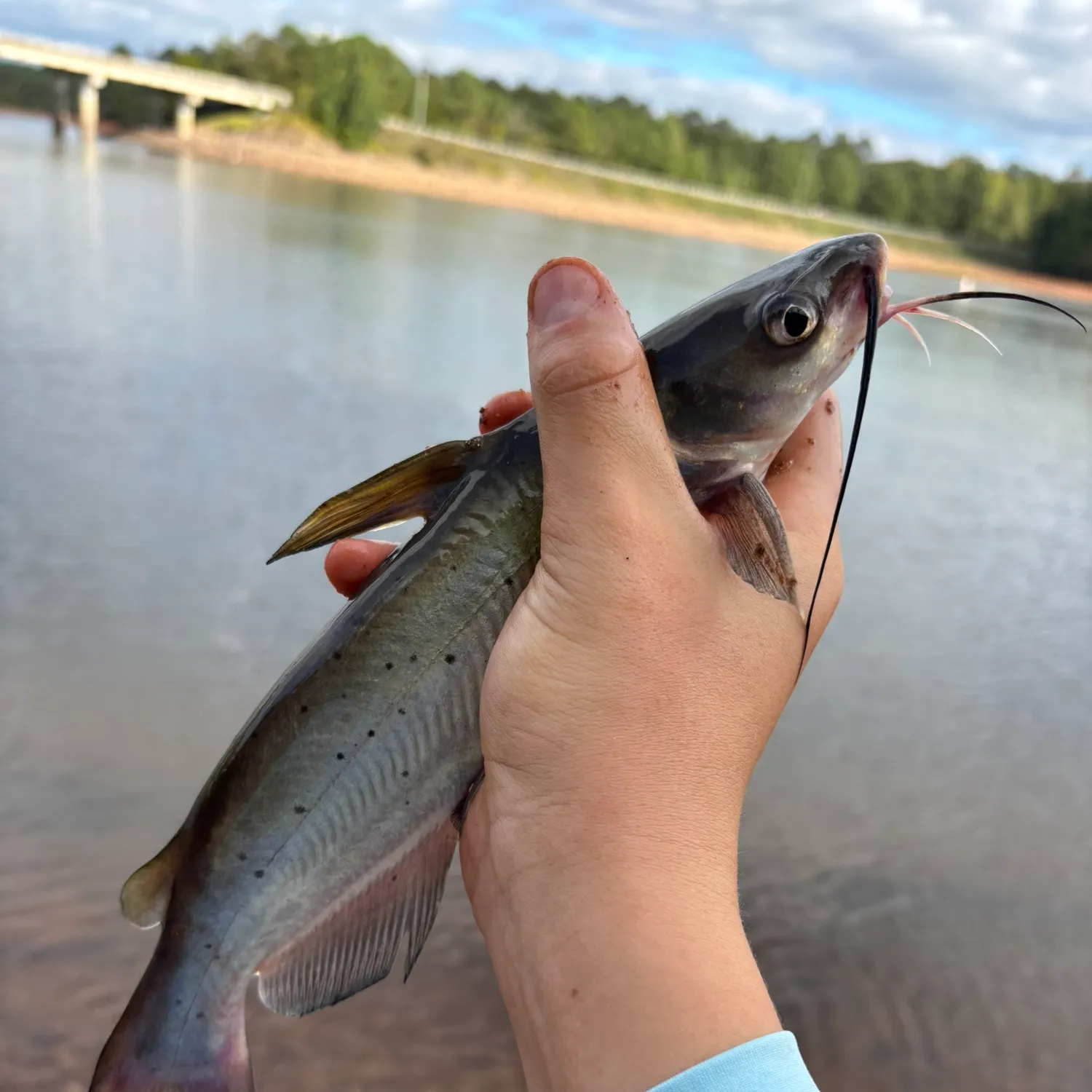 Channel catfish caught on Fishbrain