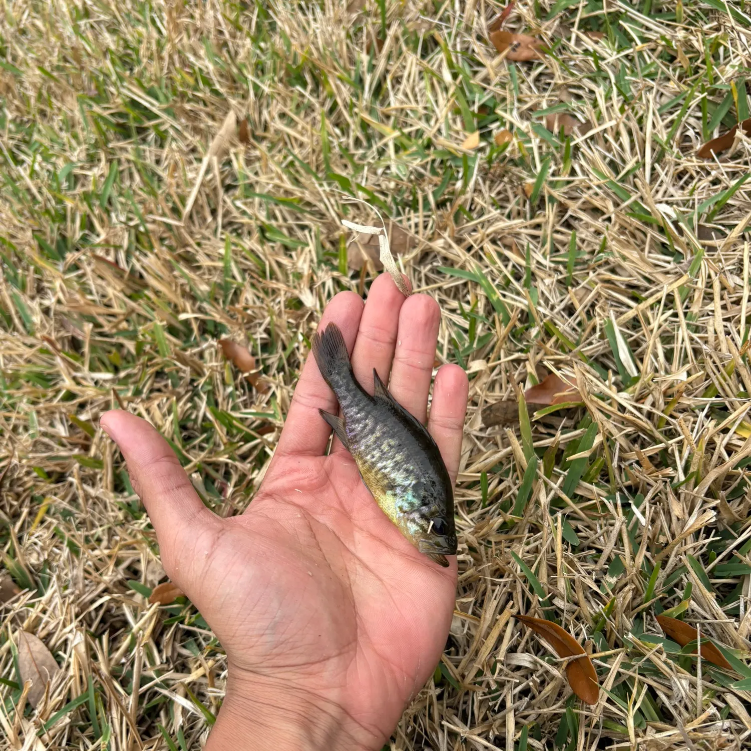 The most recent Magnolia crappie catches on Fishbrain