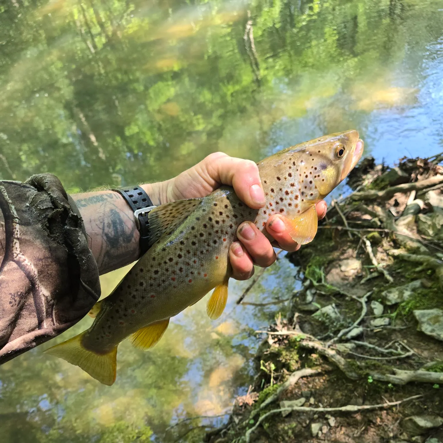 recently logged catches