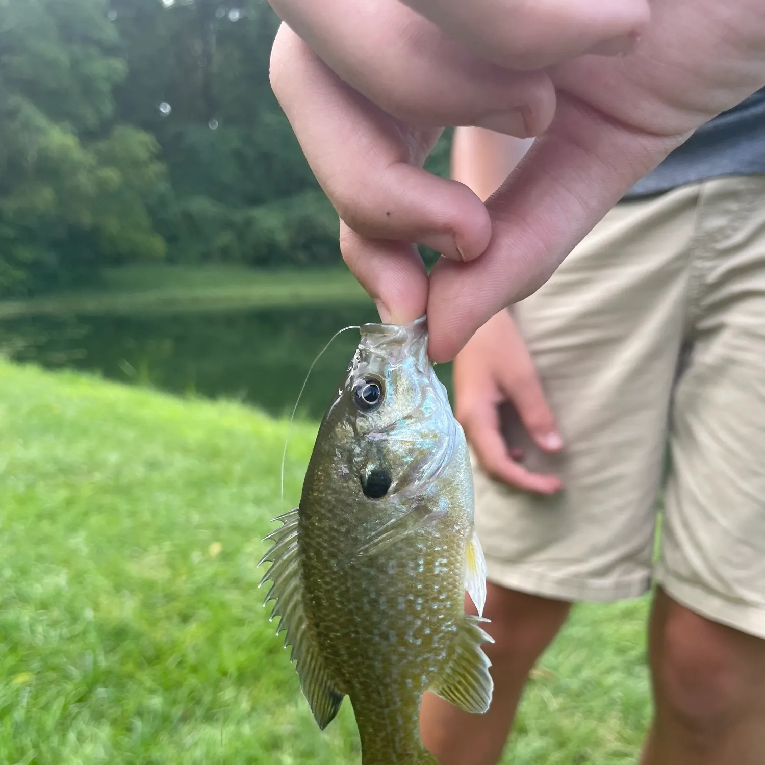 The most recent Greengill hybrid catches on Fishbrain