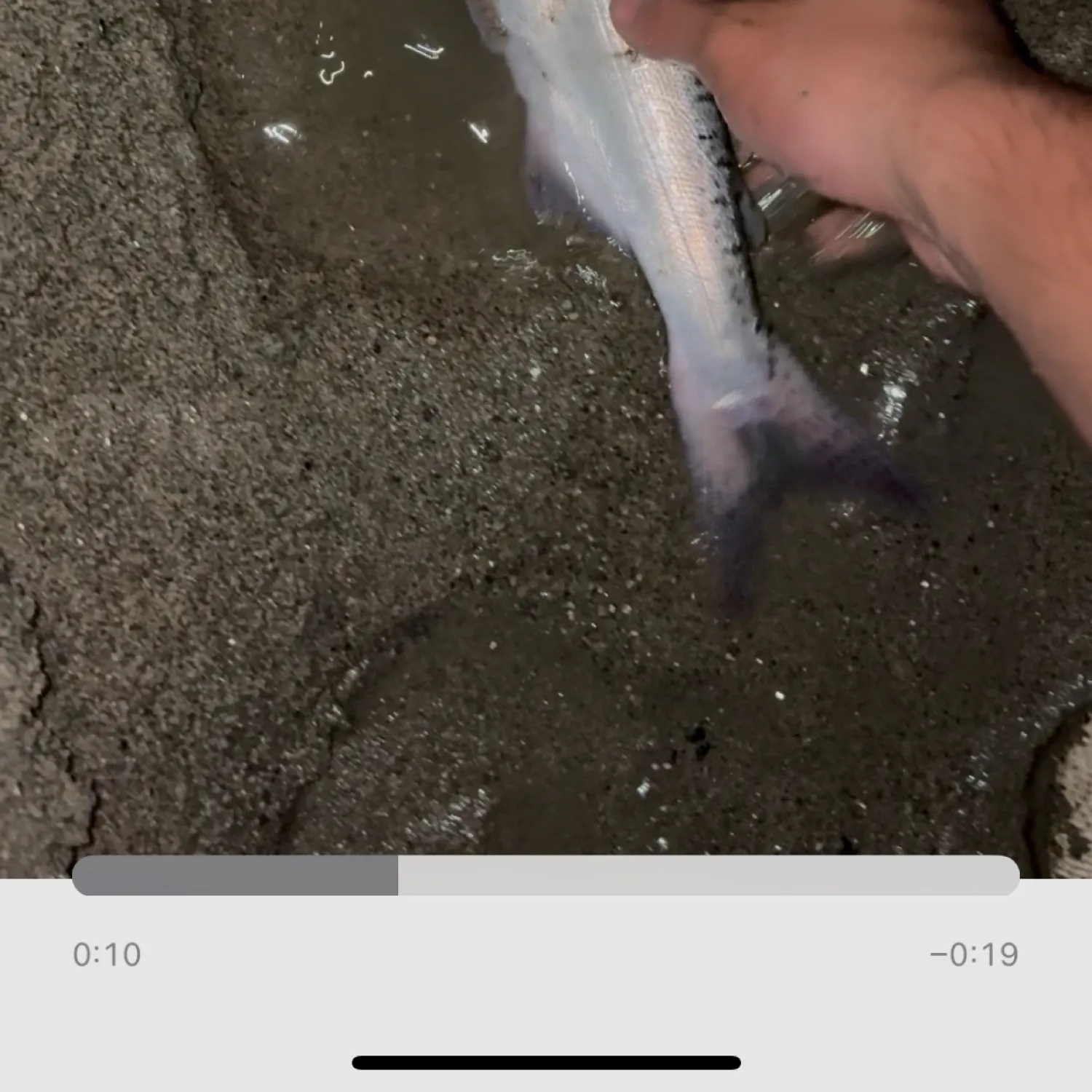 recently logged catches