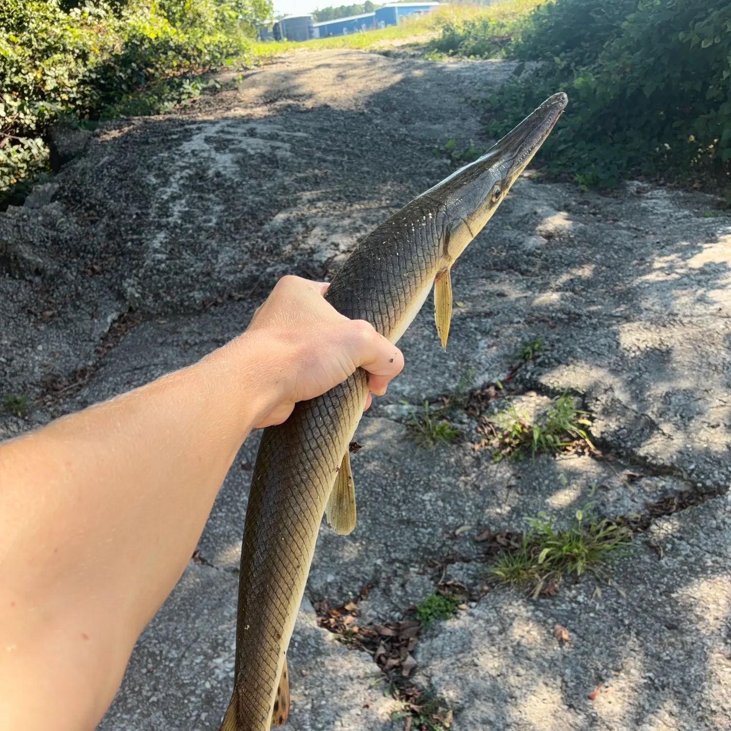 Shortnose gar caught on Fishbrain