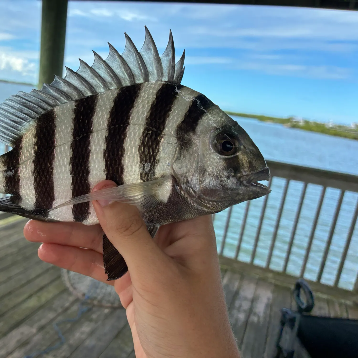 Sheepshead caught on Fishbrain