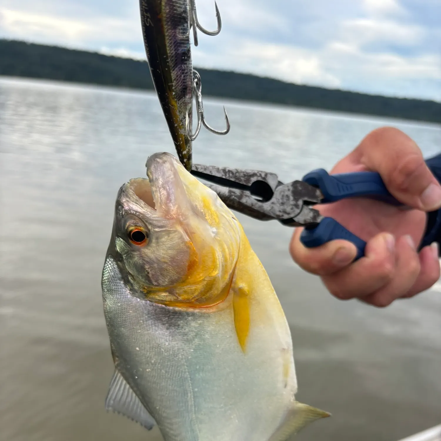 most liked catch image
