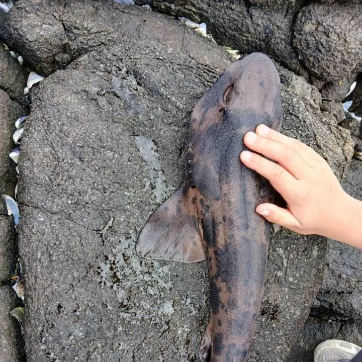 The most recent Blotchy swell shark catches on Fishbrain