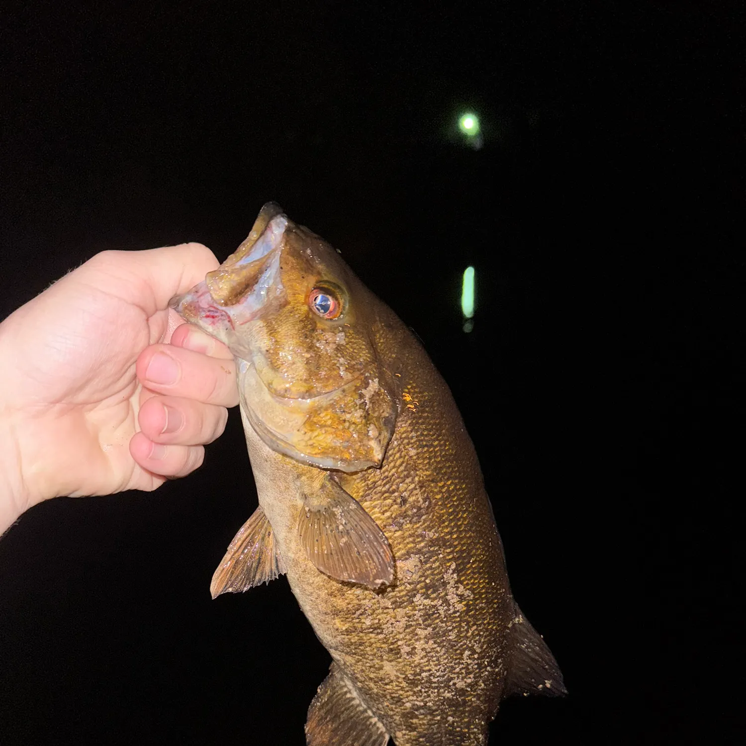 Smallmouth bass caught on Fishbrain