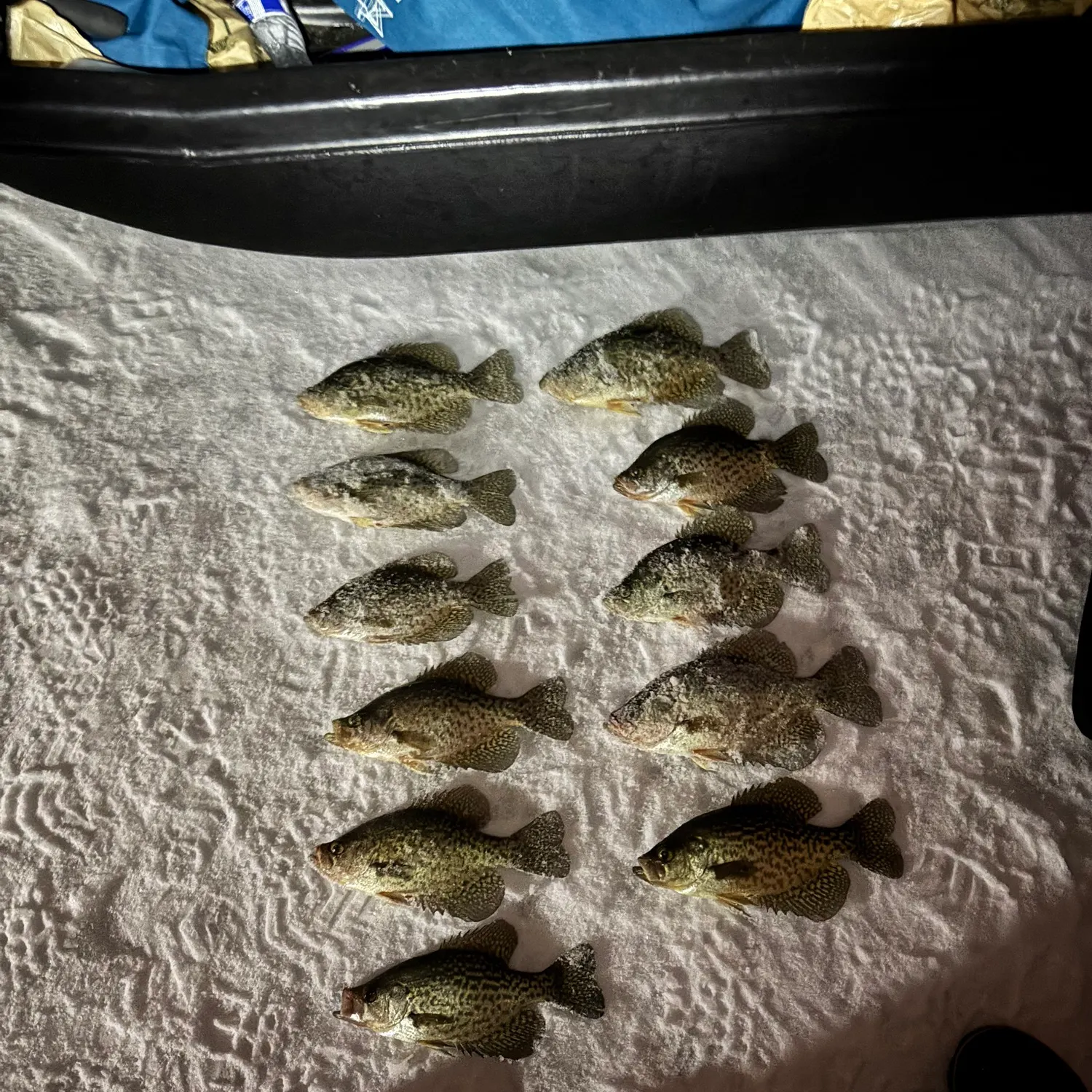 recently logged catches