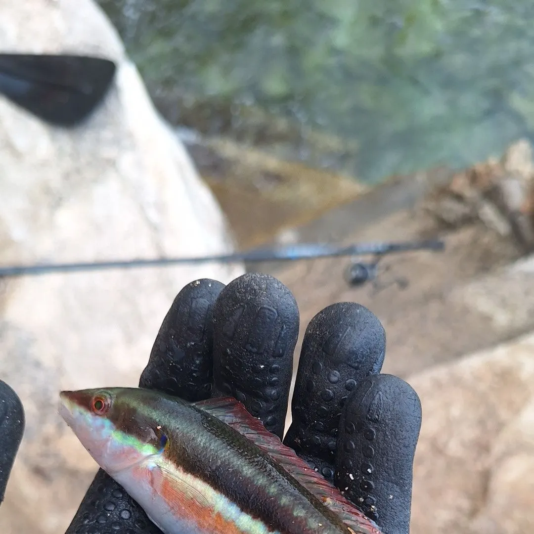 Mediterranean rainbow wrasse caught on Fishbrain