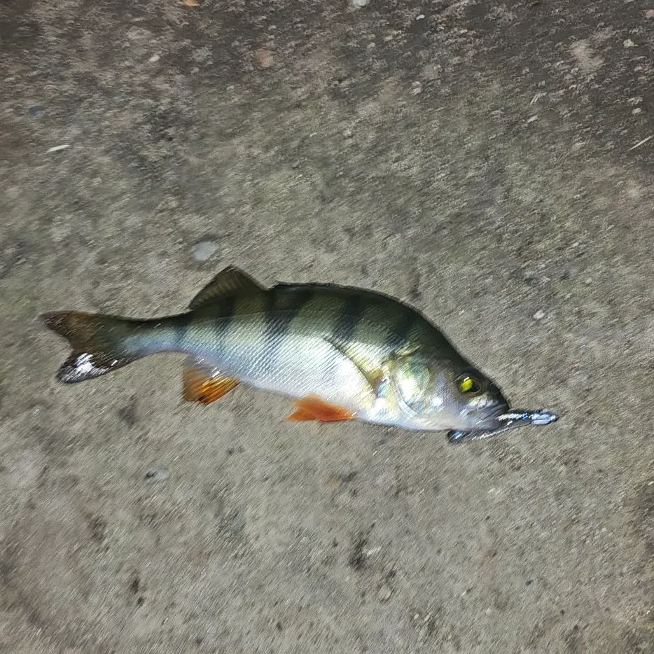 European perch caught on Fishbrain