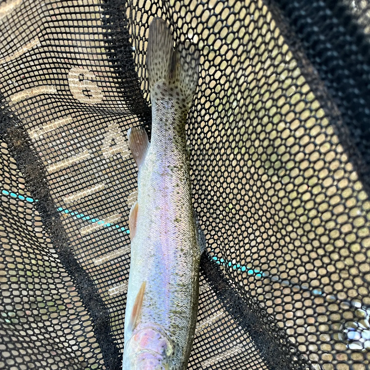 Rainbow trout caught on Fishbrain