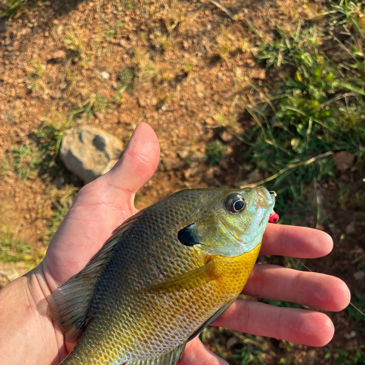 Bluegill caught on Fishbrain