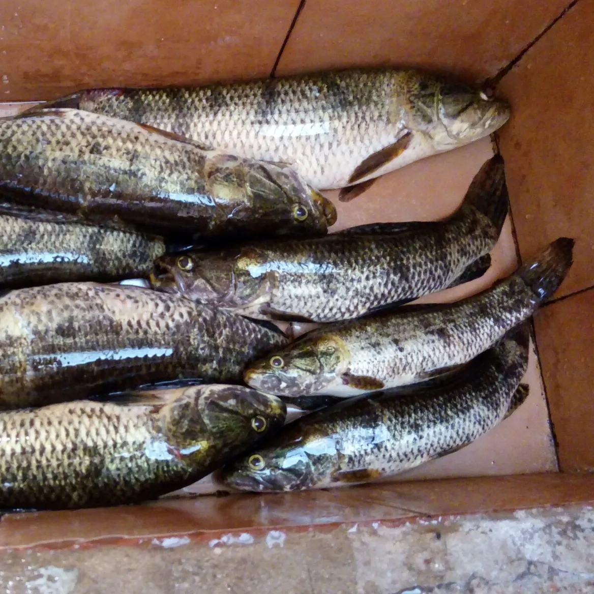 recently logged catches