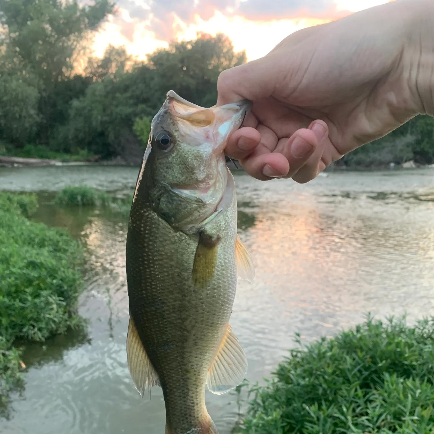 Largemouth bass caught on Fishbrain